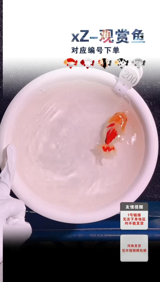 金鱼包装必拍未拍顺丰到付200号