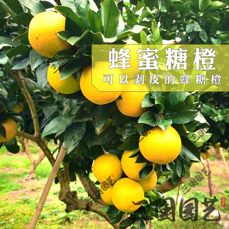 蜂蜜糖橙果树苗嫁接苗好吃易种冰糖橙升级嫁接苗果树苗高甜橙子