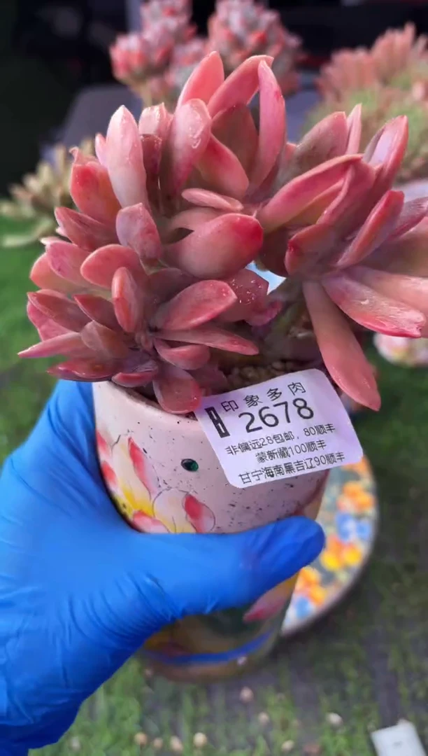 昆明印象多肉2678