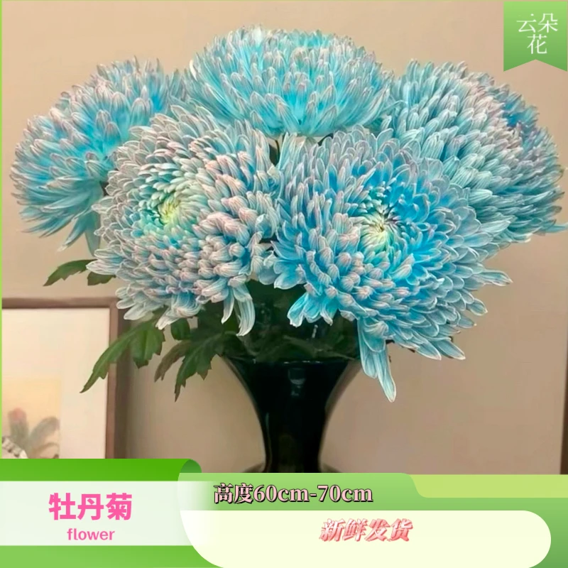 【牡丹菊】青花瓷 云南鲜花基地直发 花卉 包邮
