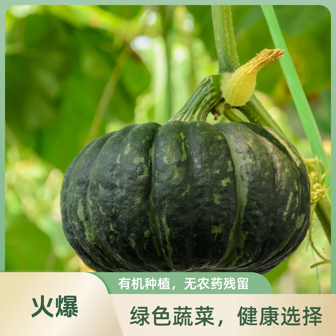 SF次日达正宗贝贝南瓜现摘板栗口感粉面香甜新鲜南瓜同城送贝贝南瓜