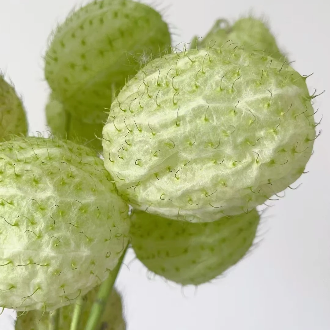 云南直发糖棉气球果小众鲜切花可水培装饰家居顺丰冷链