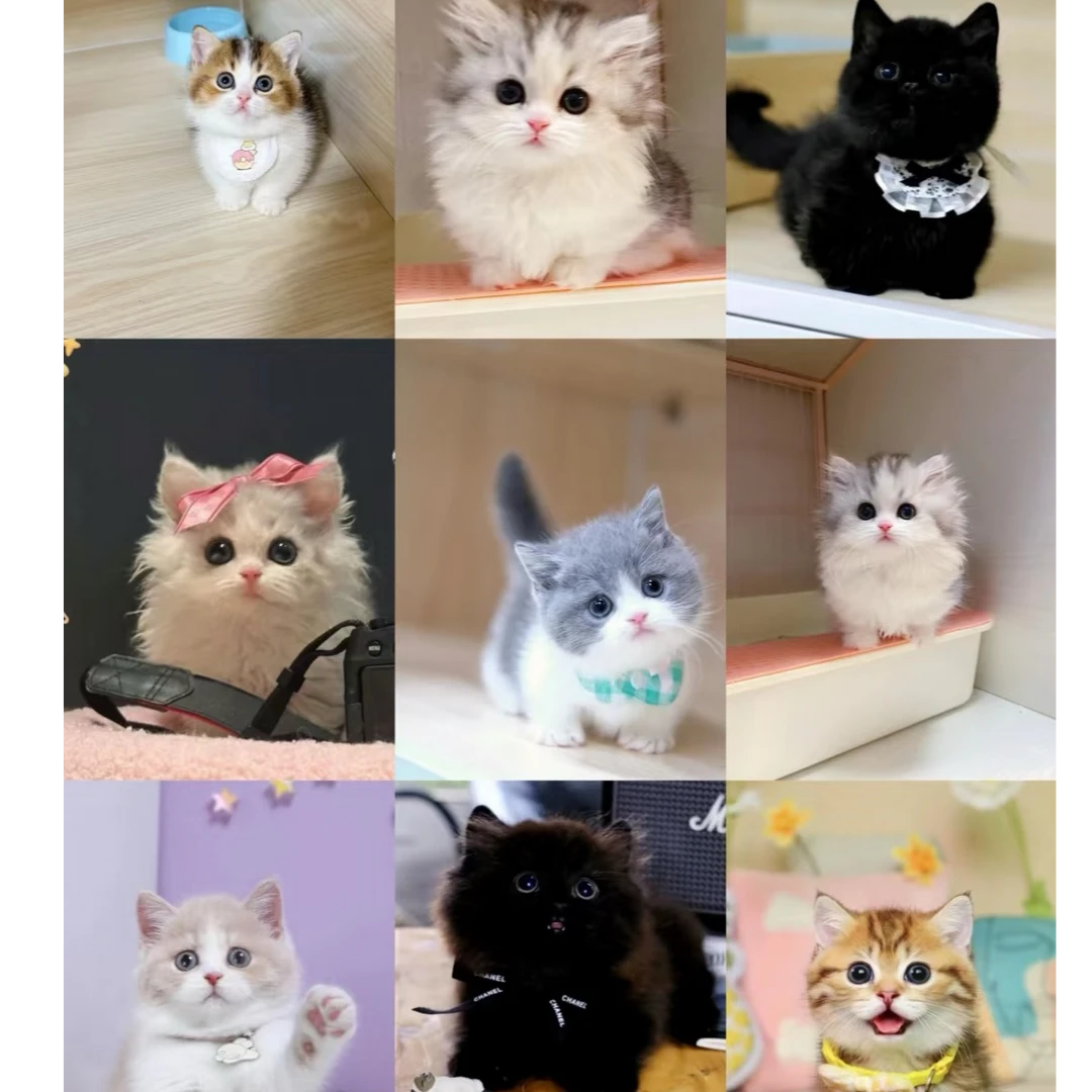 【猫小曼猫舍】养户猫狗批发