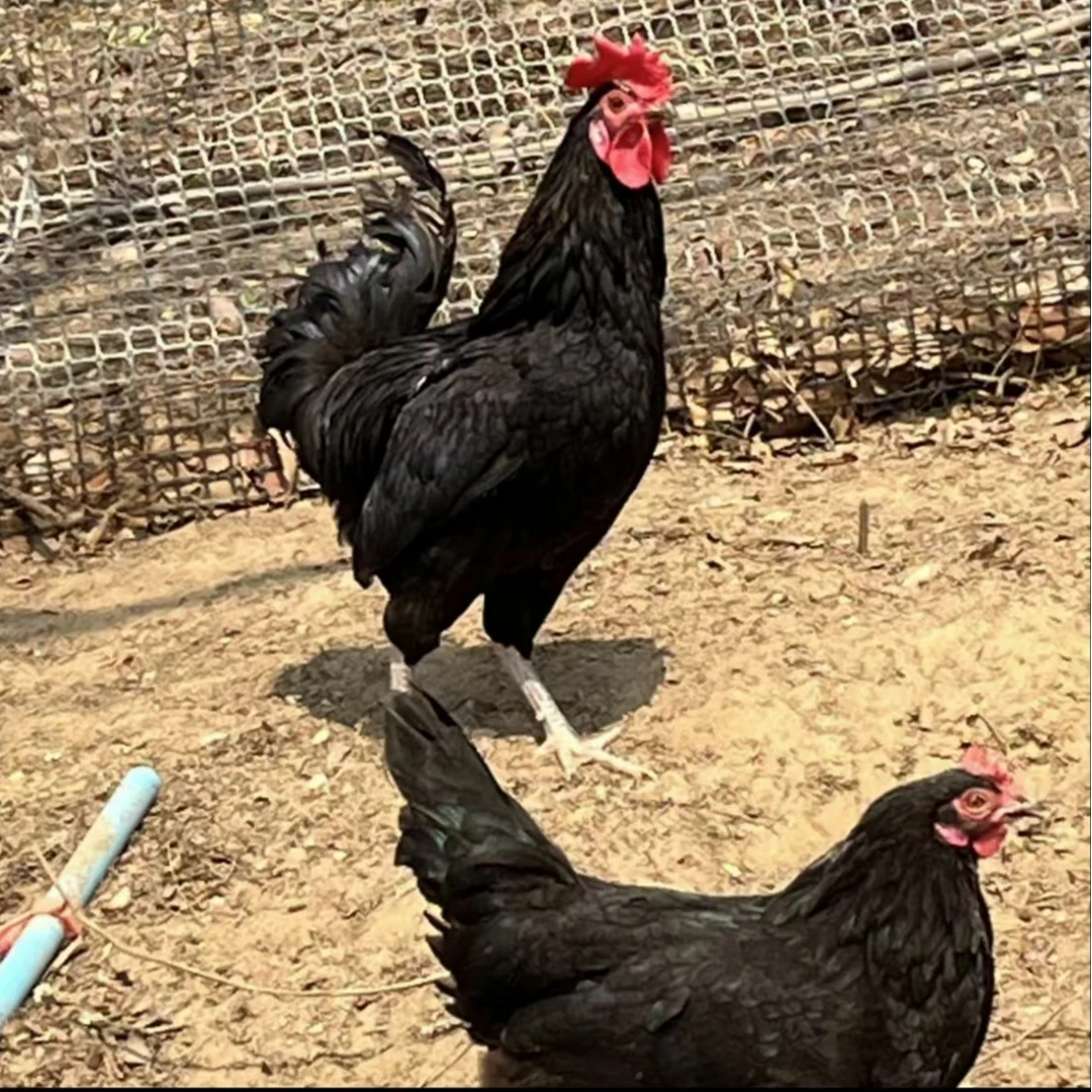 老乡家散养土鸡（子公鸡）农家生鲜 顺丰包邮