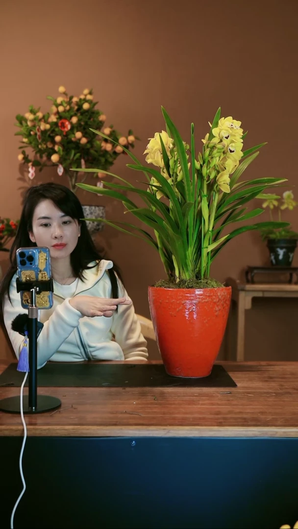 【闪购商品】盆景金玉满堂