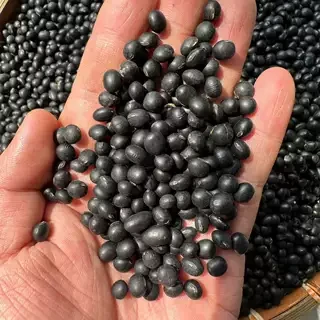 云南农家农家小黑豆