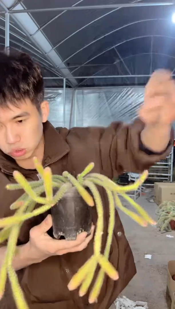 【闪购商品】多头 鼠尾【带根】