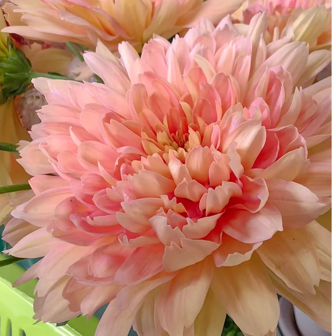 三文鱼一款可以地栽盆栽，耐高温低温的多年生草本菊花