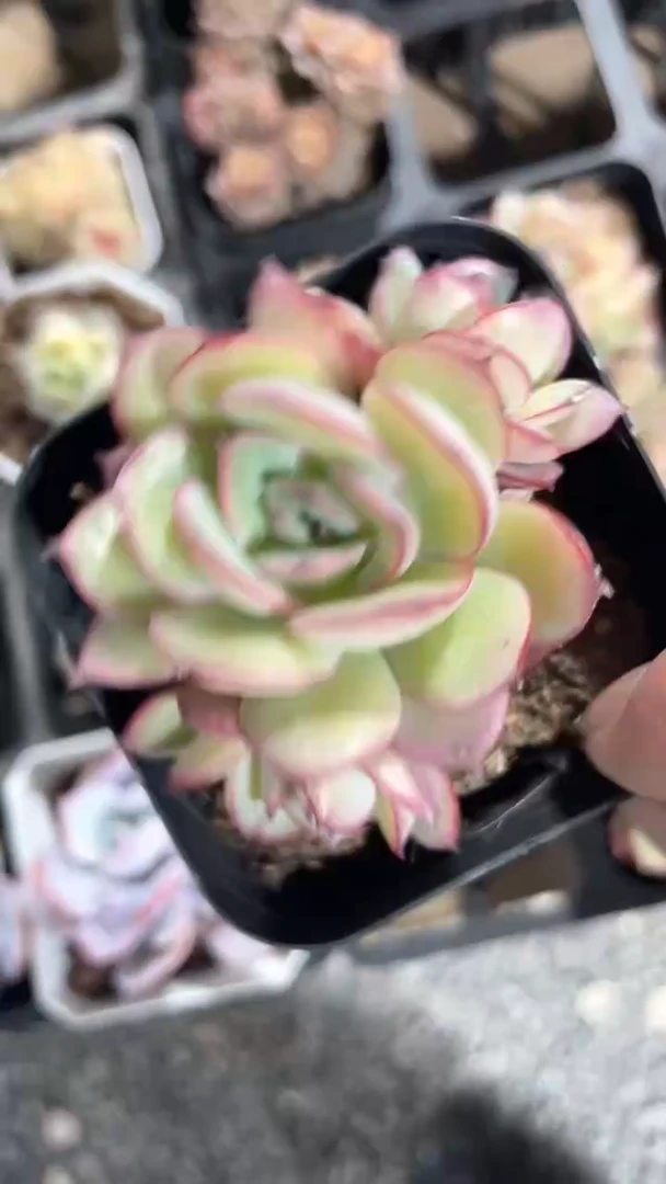 【闪购商品】65盆牡丹亭群生多肉