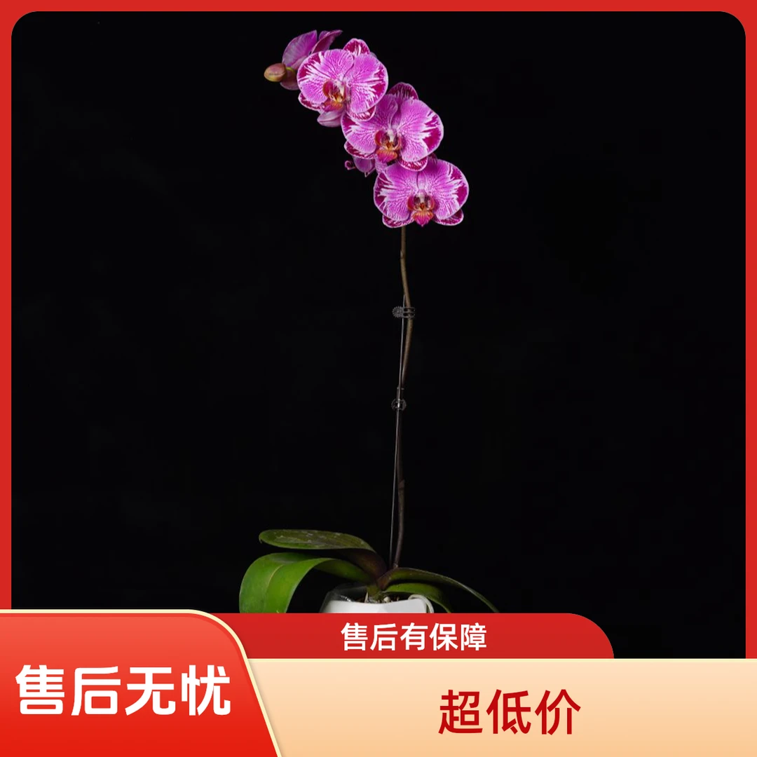 繁星里高档蝴蝶兰【仙客来】少量花苞开花株发货