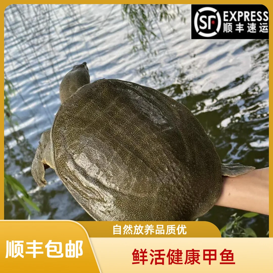 2只装  鲜活甲鱼 到手5-6斤不低于5斤  青黑背  顺丰包邮