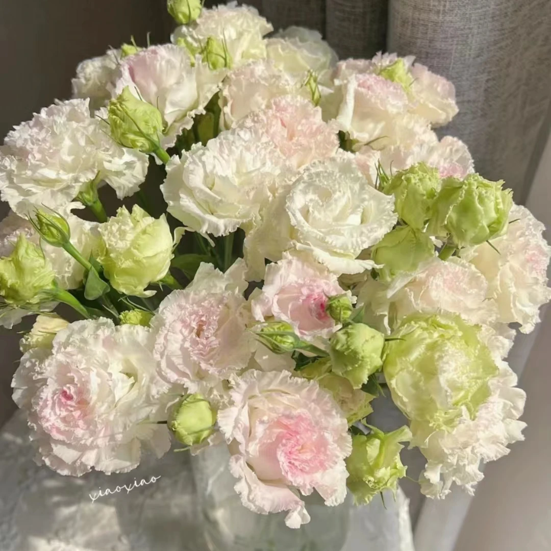 云花村 洋桔梗花鲜花云南基地直发包邮家用水养插花昆明直批包邮