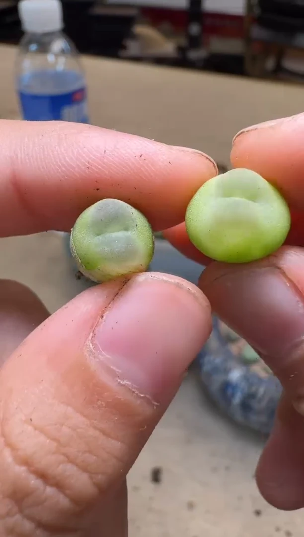12-110多肉植物肉锥