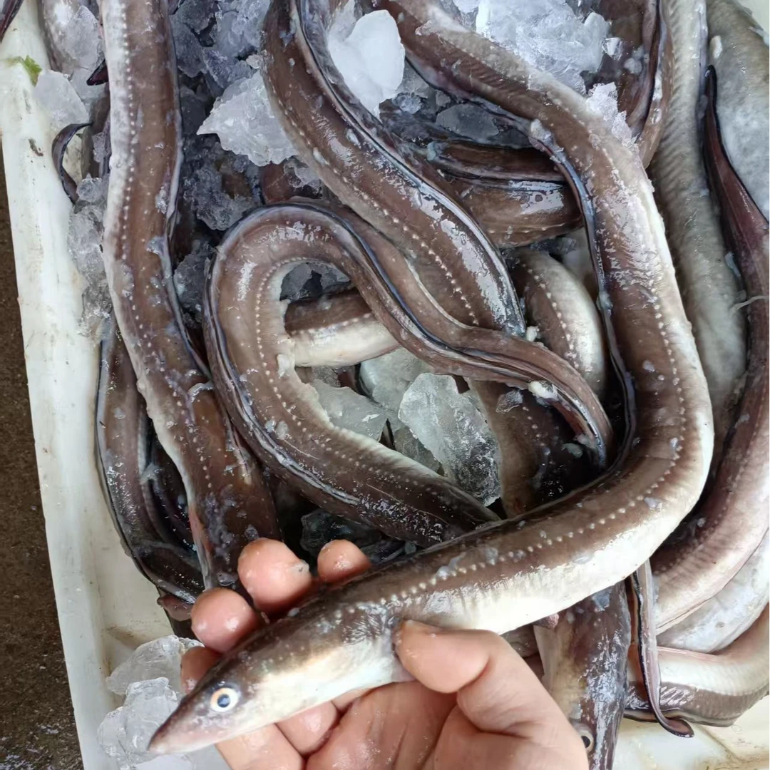 吕四渔港 新鲜上岸 星鳗鱼 称心鱼 入口即化