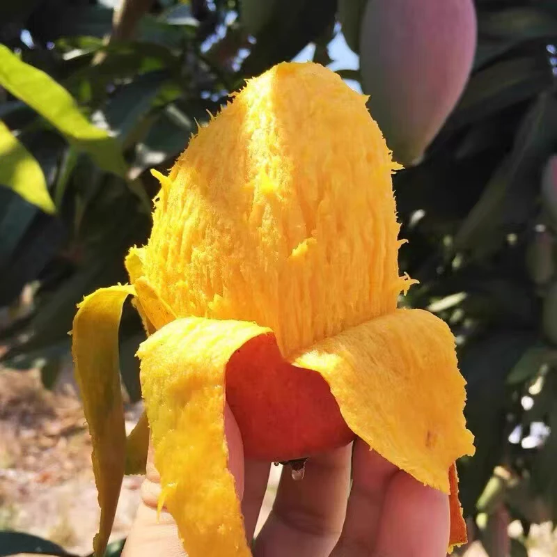 现摘海南贵妃芒红金龙芒果当季新鲜热带水果皮薄多汁香甜可口