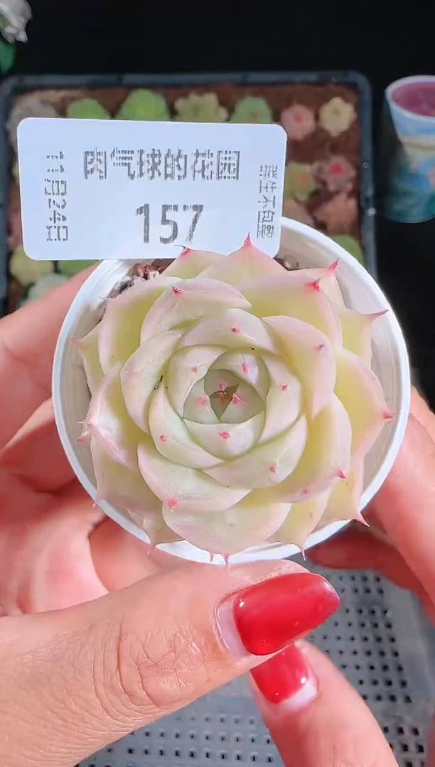 1124-157群生不包整