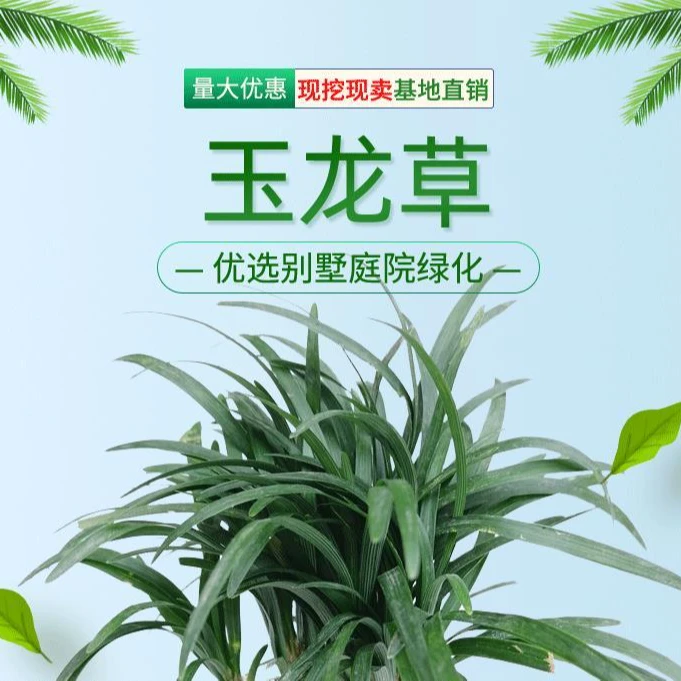 【矮麦冬】【玉龙草】方盘庭院地被植物四季常青