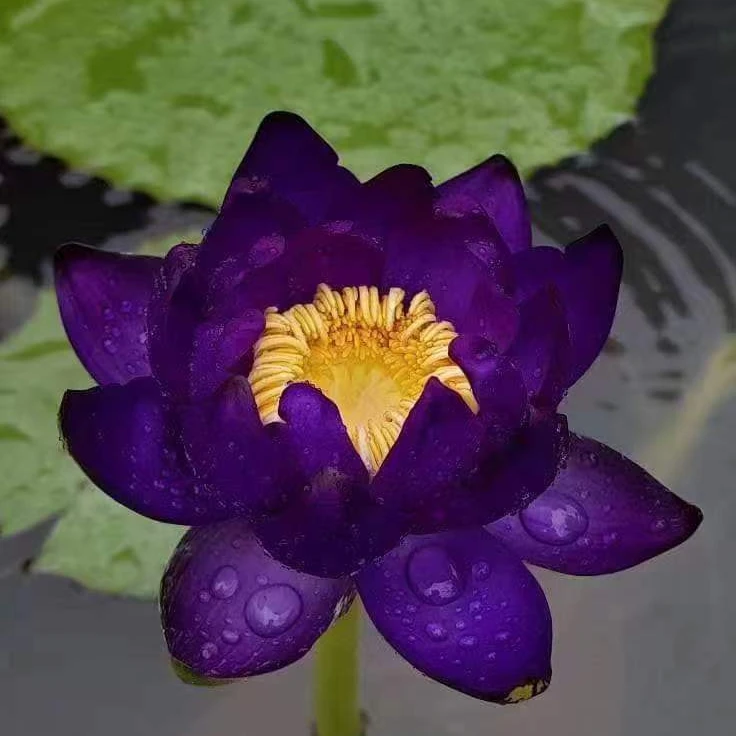 进口名贵澳洲睡莲Tarantula 狼蛛 水培植物庭院阳台花卉植物盆栽