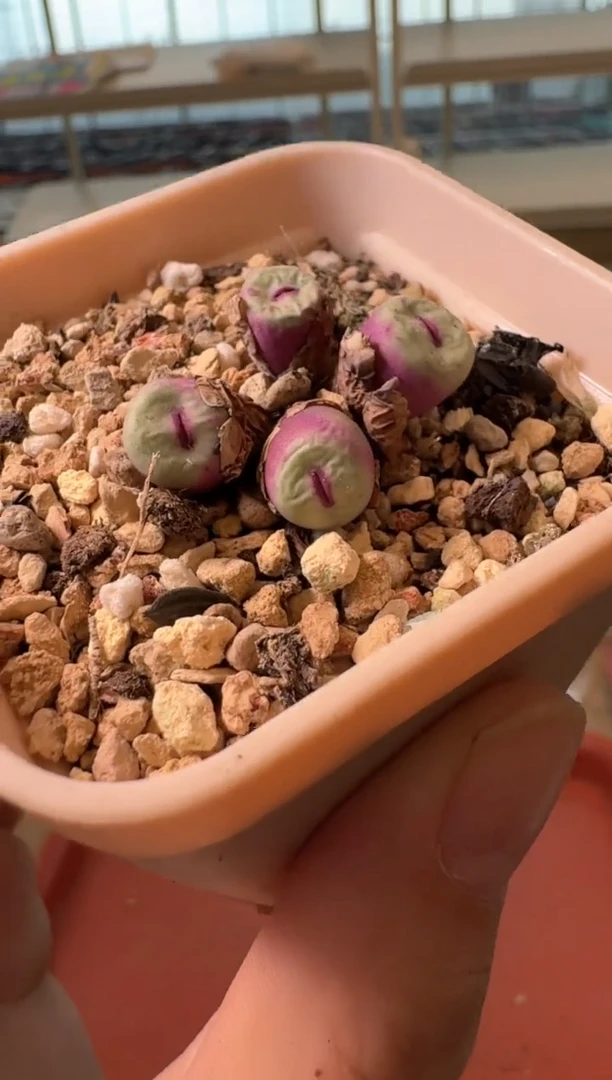 13-440多肉植物肉锥