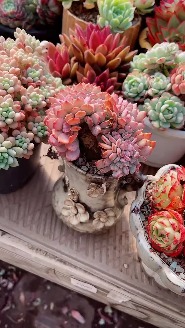 【闪购商品】17294