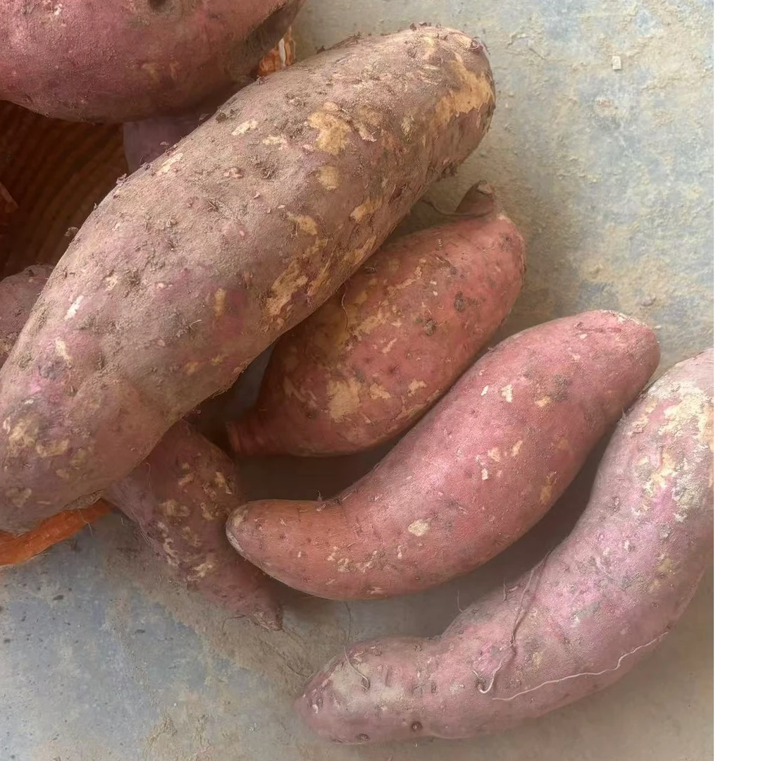 西瓜红蜜薯断薯 挑出的次薯 9斤 做红薯干 煲粥煲糖水 介意慎拍