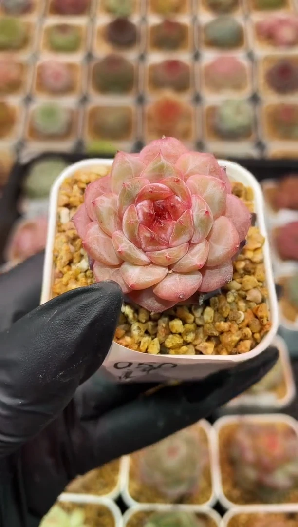 闪购050 夜华多肉一颗