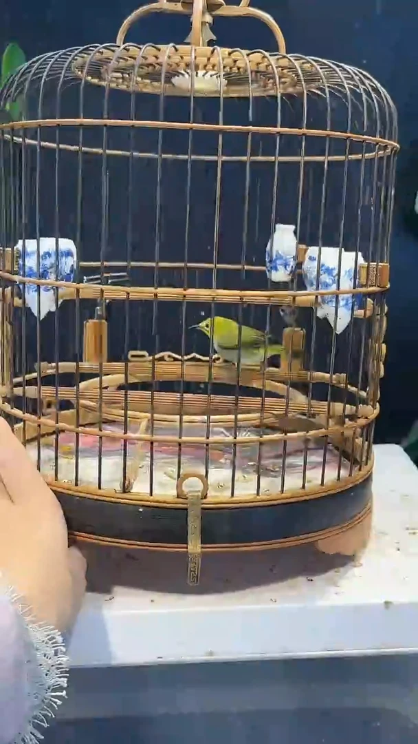虎皮鹦鹉7号绣眼养笼0元起拍