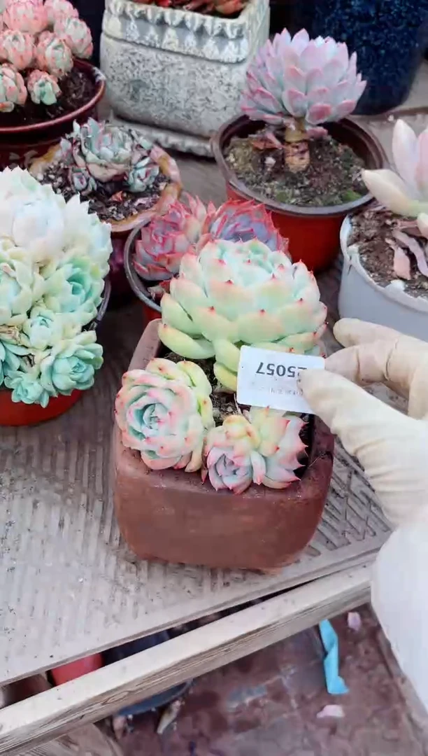 25057多肉植物一物一拍