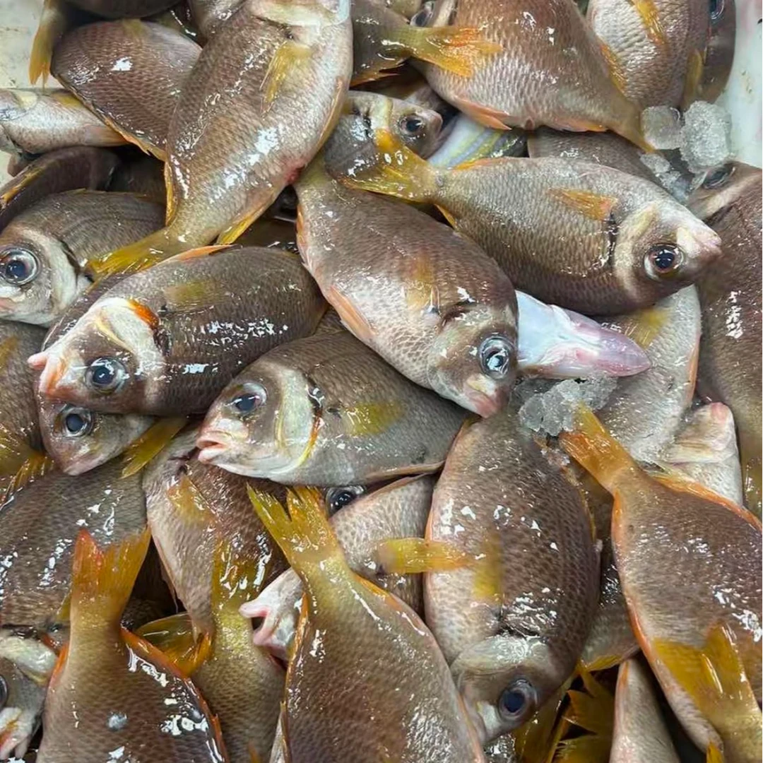 厚壳鱼 菠萝鱼  顺丰包鲜到家