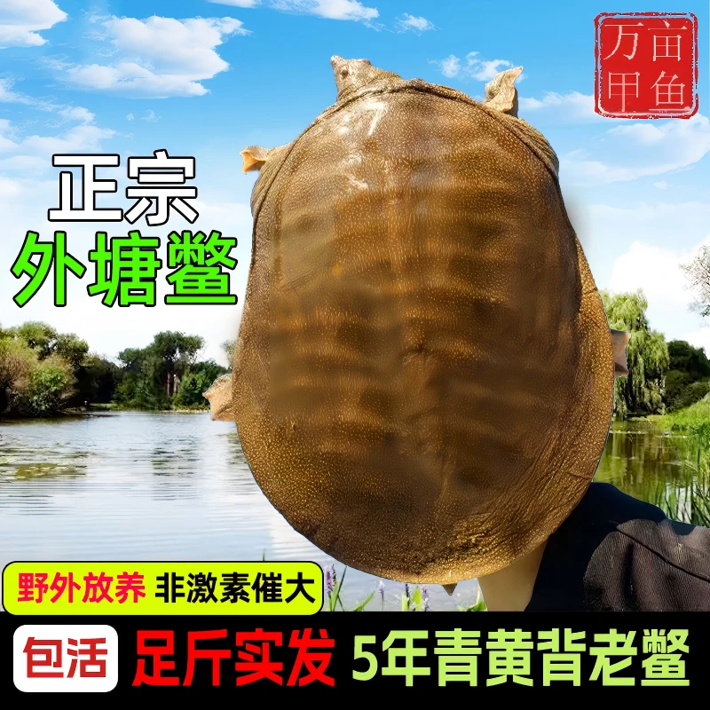 【拍1发3只共6-7斤】外塘甲鱼水鱼顺丰包邮包活甲鱼