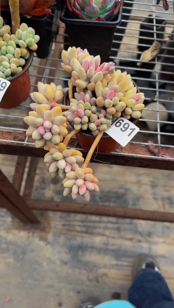 【闪购商品】1691汤圆