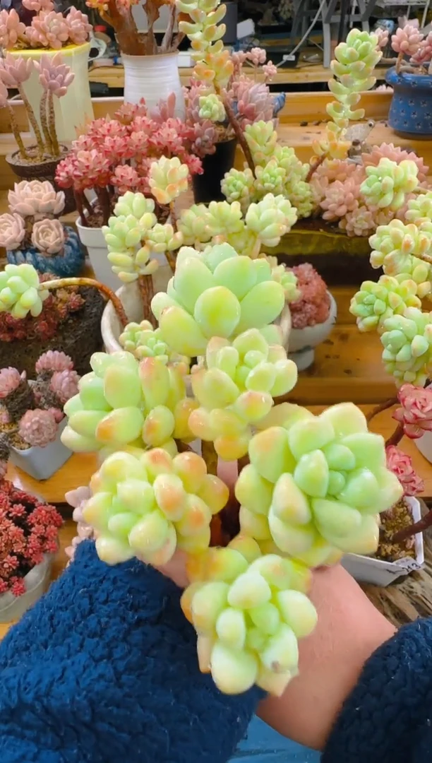 【闪购商品】春—216—仙农(天使之泪6枝）