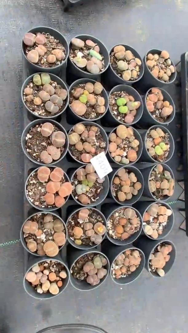 4409特价圆盆混合有疤瑕疵发货4盒量拍