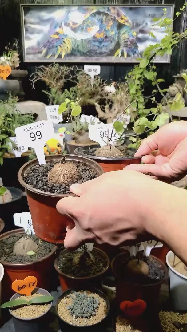 99号1119福利南非龟甲龙买一送一