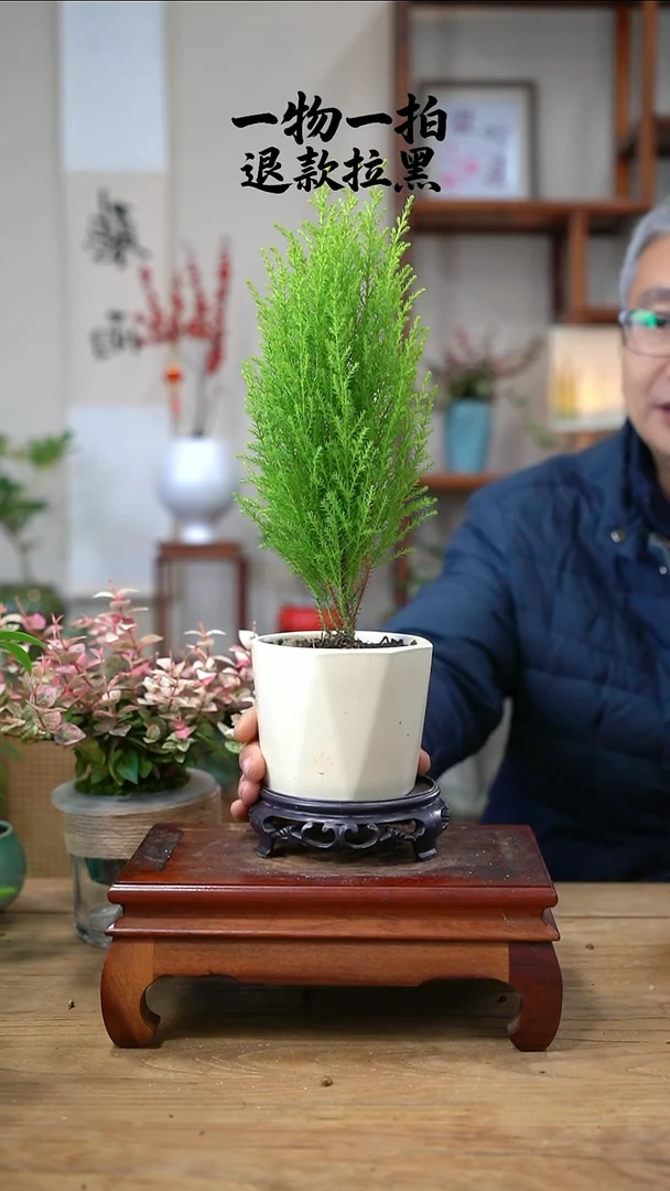 完全开放小*头240香松