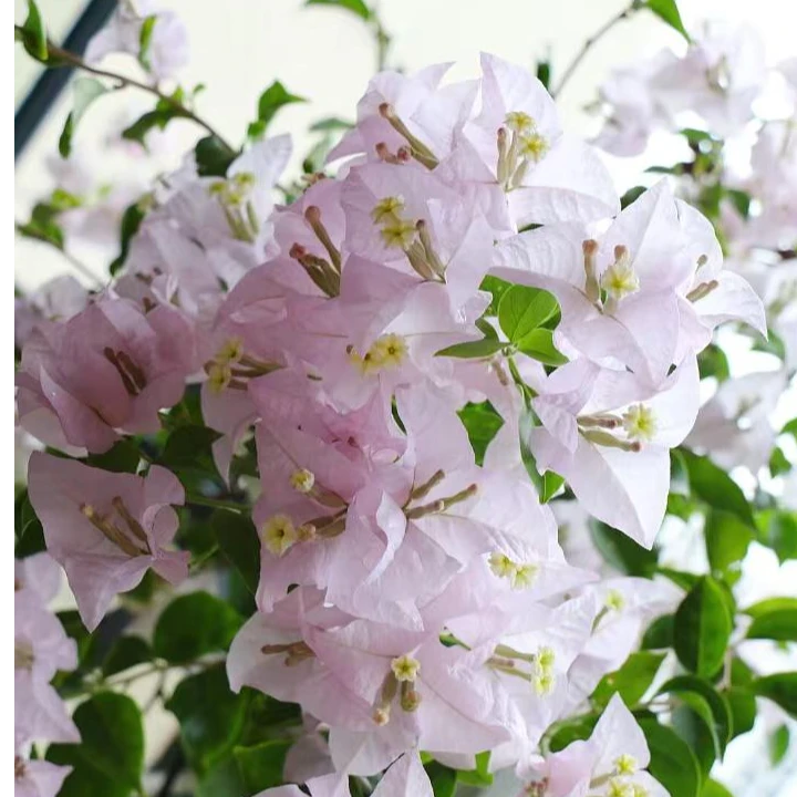 嫁接苹果花三角梅高飘可爬藤好养四季开花