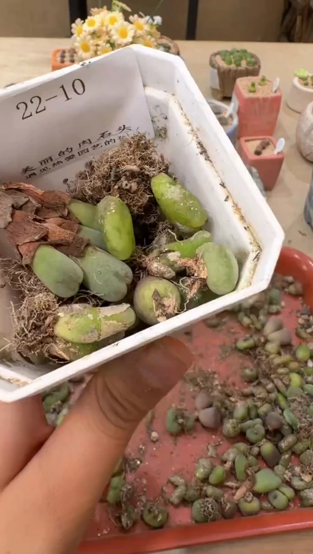多肉植物肉锥22-10