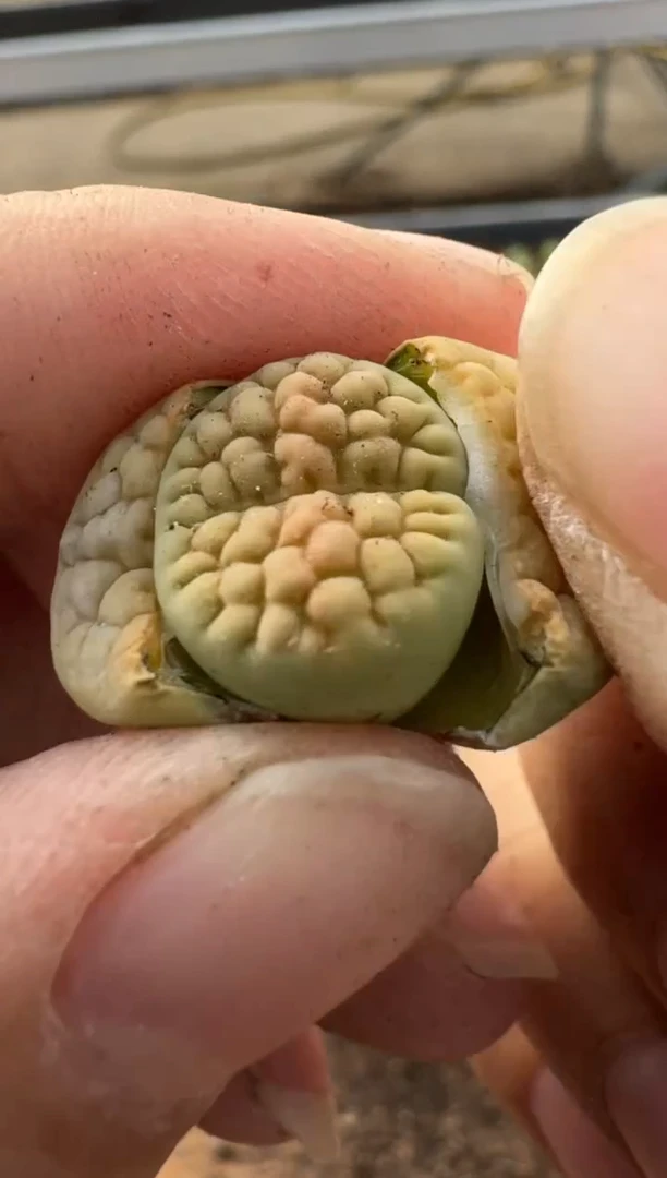 【闪购商品】7-344