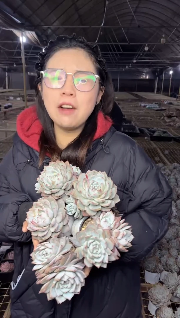 【闪购商品】57-单头起粉蓝鸟五颗9.99