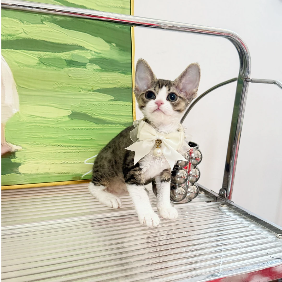 德文卷毛猫虎斑加白开脸幼猫活体