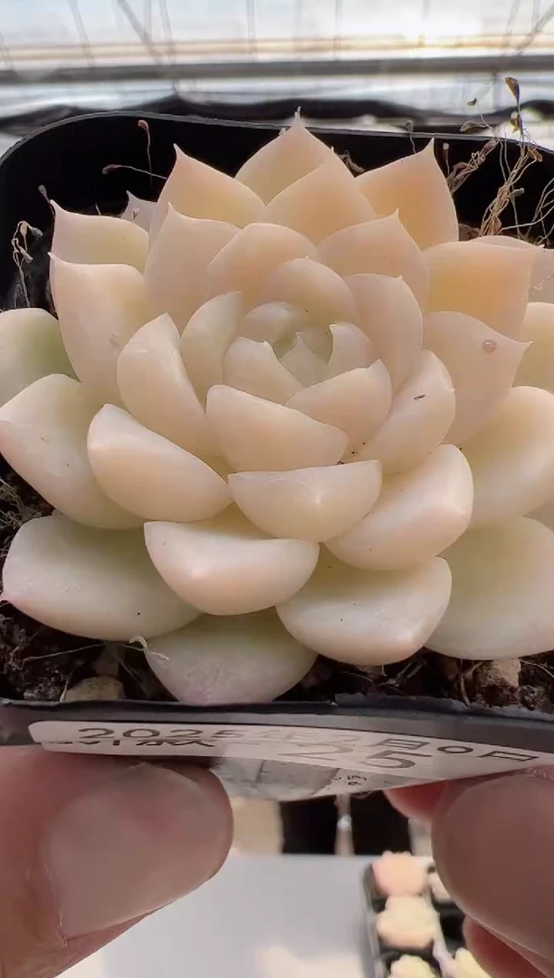 【闪购商品】新款-25