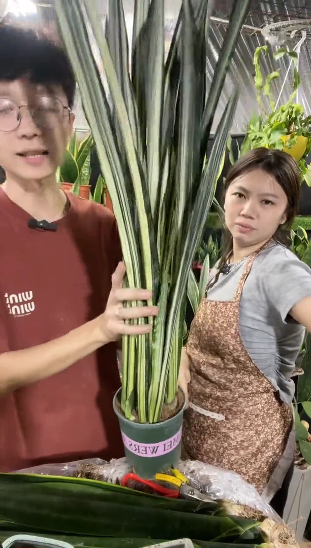 银玉剑兰带盆土28.8