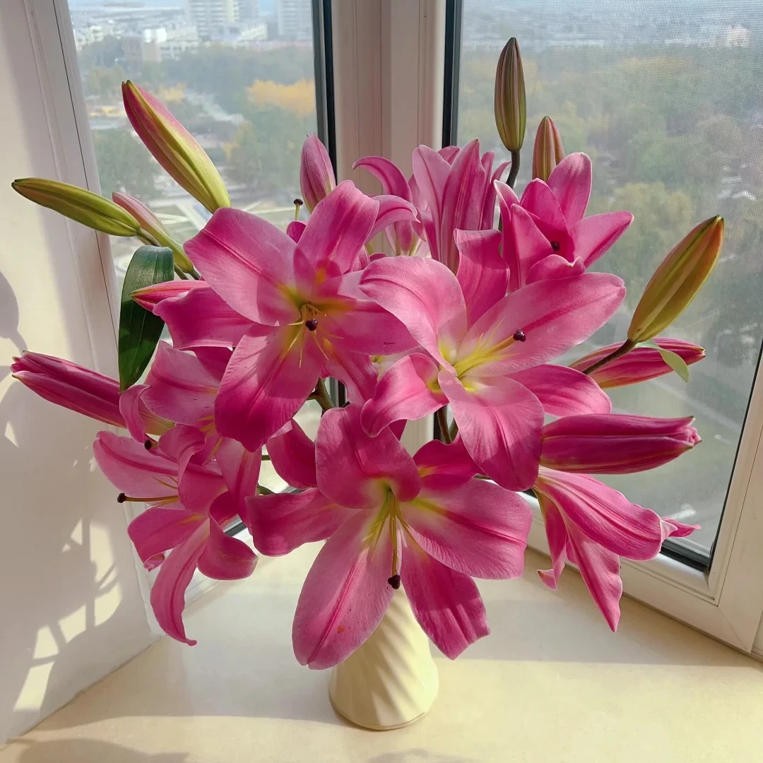 【2头罗宾娜百合】香水百合有香味百合鲜花顺丰包邮