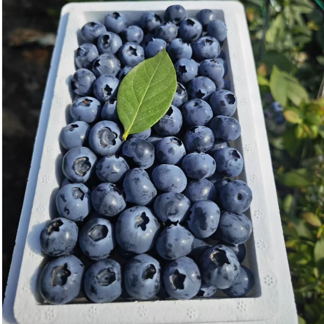 辽宁丹东优瑞卡蓝莓  甜香可口  包邮到家
