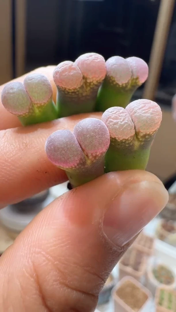 199多肉植物肉锥黑加仑一颗