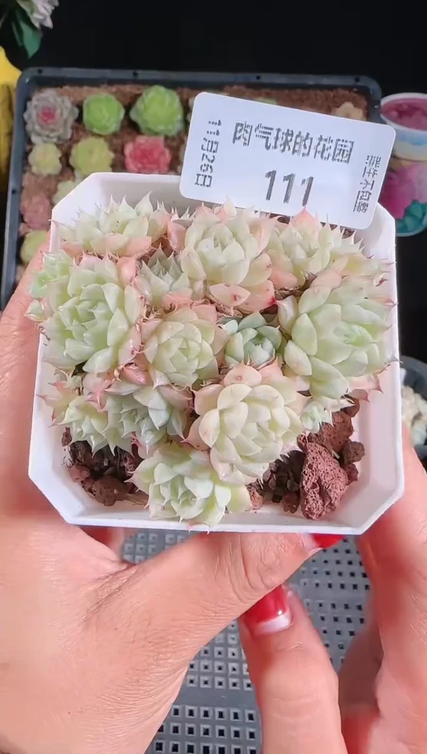 1126-111群生不包整