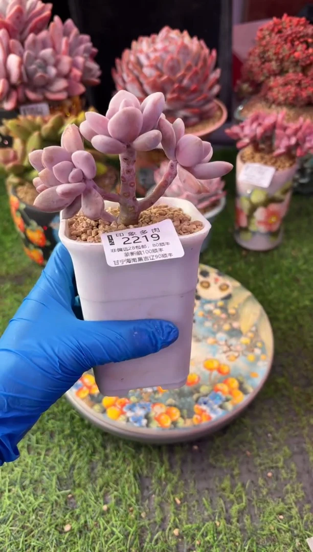 昆明印象多肉2219