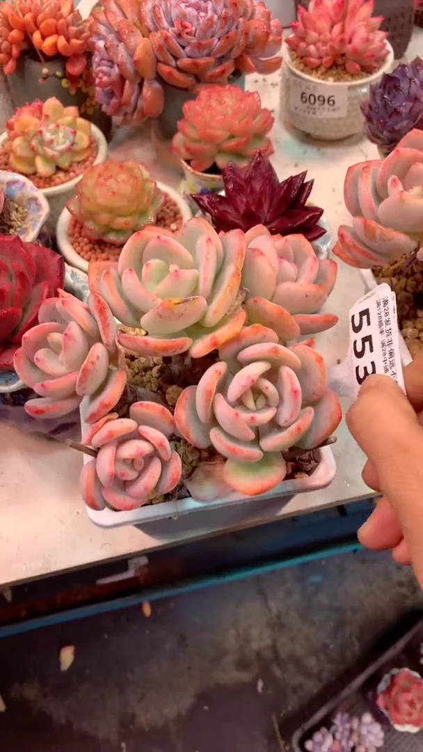 553H（一物一拍，精品多肉.二十八包邮非偏远）