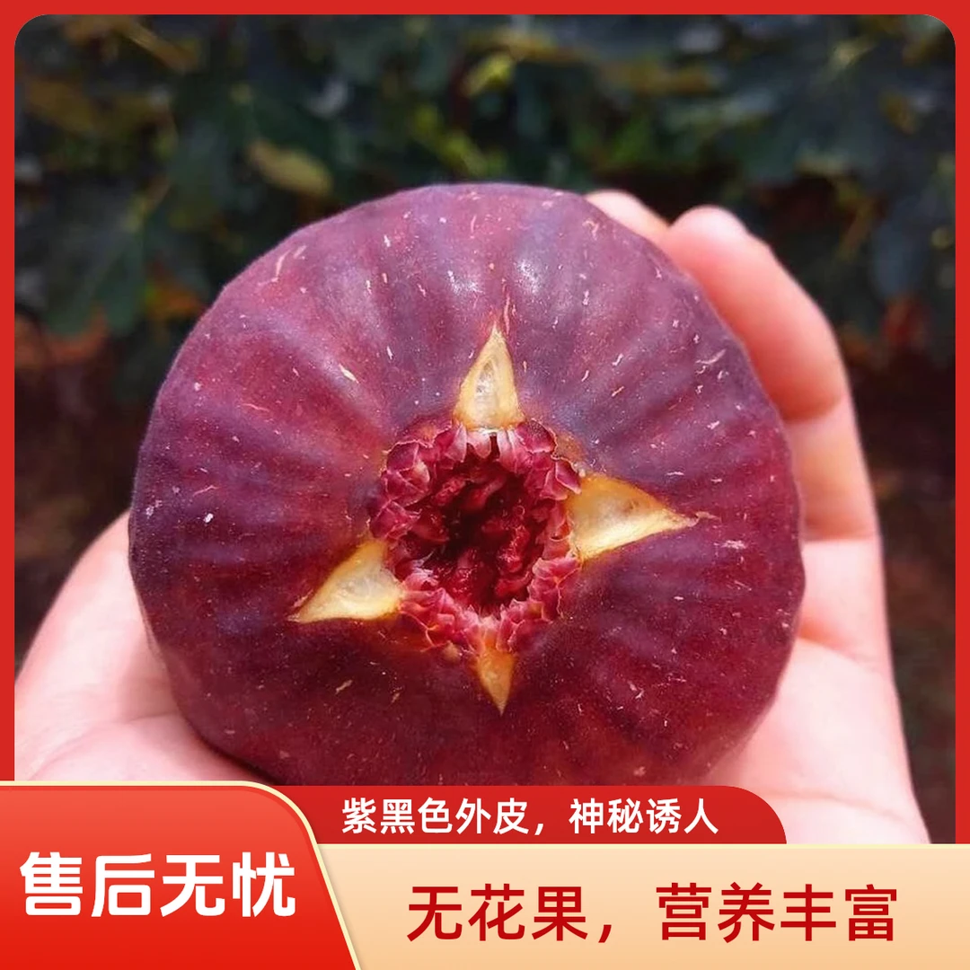 【顺丰次日达】新鲜无花果新鲜现摘当季波姬红孕妇水果非威海青皮