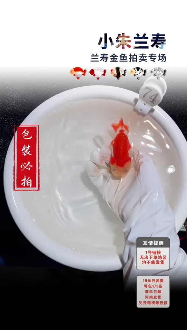 金鱼包装必拍未拍顺丰到付74号
